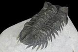 Bargain, Coltraneia Trilobite Fossil - Huge Faceted Eyes #137703-4
